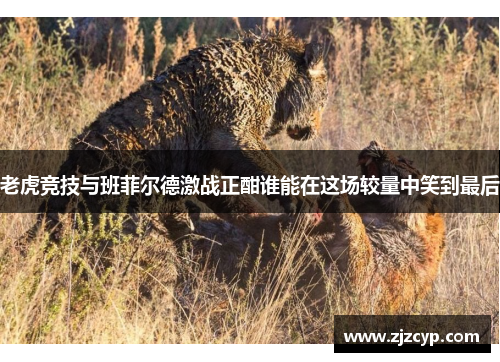 老虎竞技与班菲尔德激战正酣谁能在这场较量中笑到最后